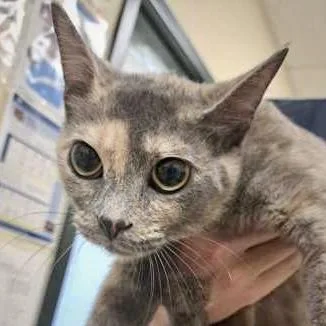 A young small-sized female Domestic Short Hair cat named Marrakesh for adoption in Burlington, WA