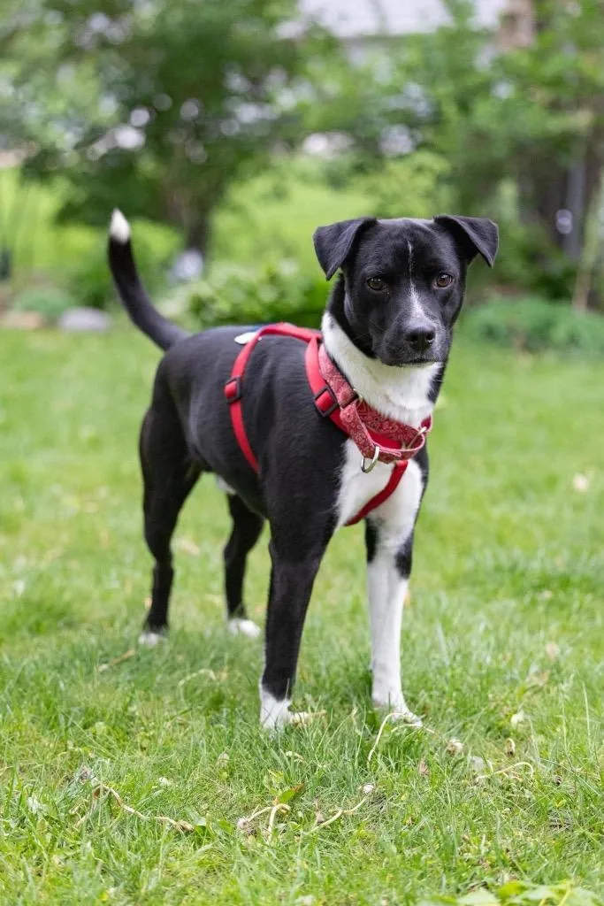 A young medium-sized male Mixed Breed dog named Zach for adoption in Savage, MN