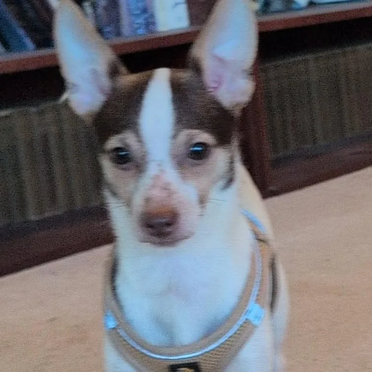 An adult small-sized male White / Cream Mixed Breed dog named Jaime for adoption in Leander, TX