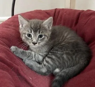 A baby medium-sized female Tabby (Gray / Blue / Silver) Domestic Short Hair cat named Mogul for adoption in Breinigsville, PA