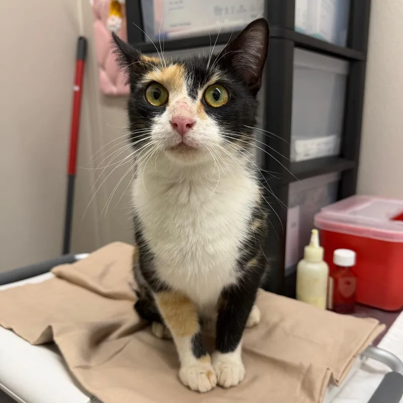 An adult medium-sized female Calico Domestic Short Hair cat named Tootsie for adoption in Morganton, NC