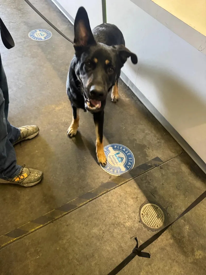 An adult large-sized male German Shepherd Dog dog named Oso for adoption in Los Angeles, CA