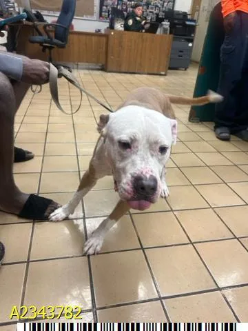 A young large-sized male Mixed Breed dog named Biscuit for adoption in West Palm Beach, FL