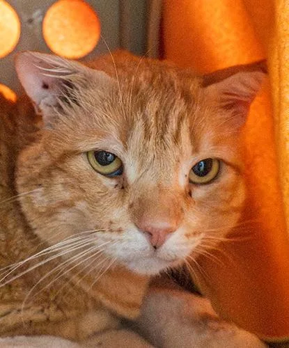 A senior medium-sized male Tabby (Orange / Red) Domestic Short Hair cat named Gumball for adoption in Encinitas, CA