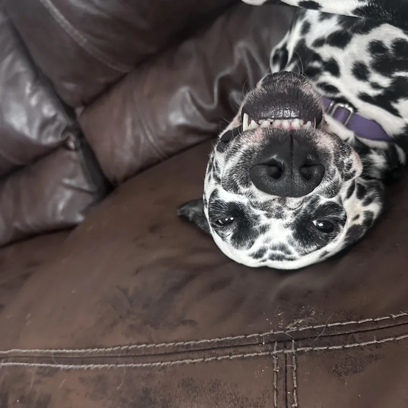 An adult large-sized male Dalmatian dog named RollySpartanburg SC for adoption in San Diego, CA