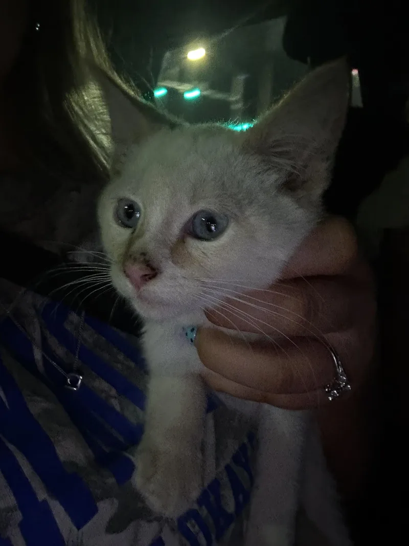 A baby small-sized male Domestic Short Hair cat named Phoenix for adoption in Heyburn, ID