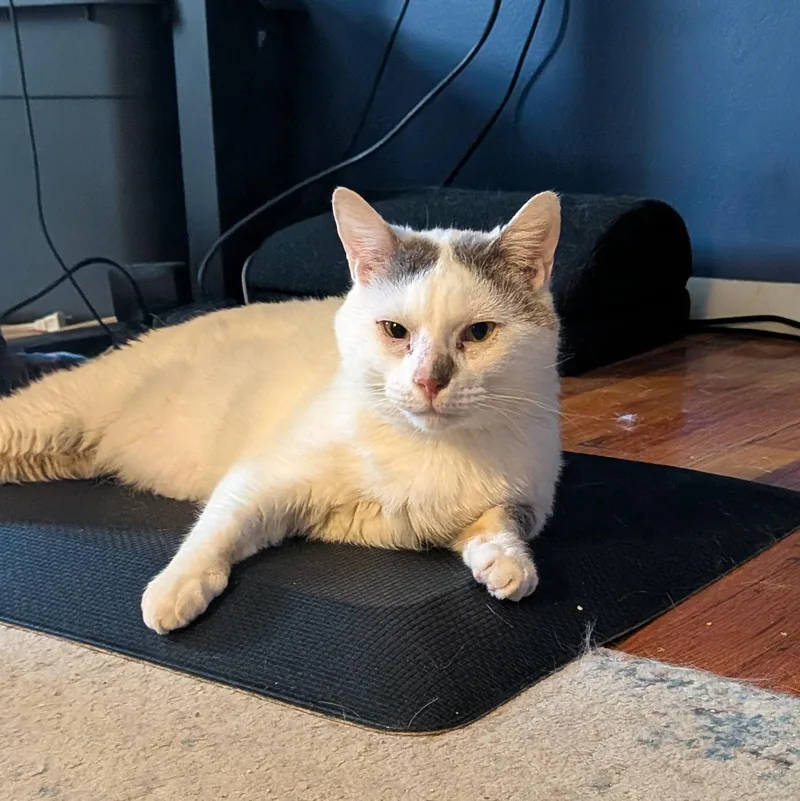 An adult medium-sized male White Domestic Short Hair cat named Blizzard for adoption in Newark, NJ