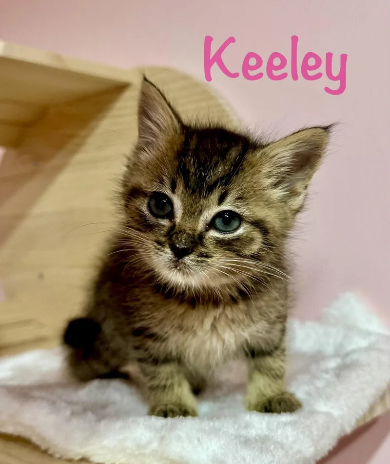 A baby medium-sized female Domestic Short Hair cat named Keeley for adoption in Reston, VA