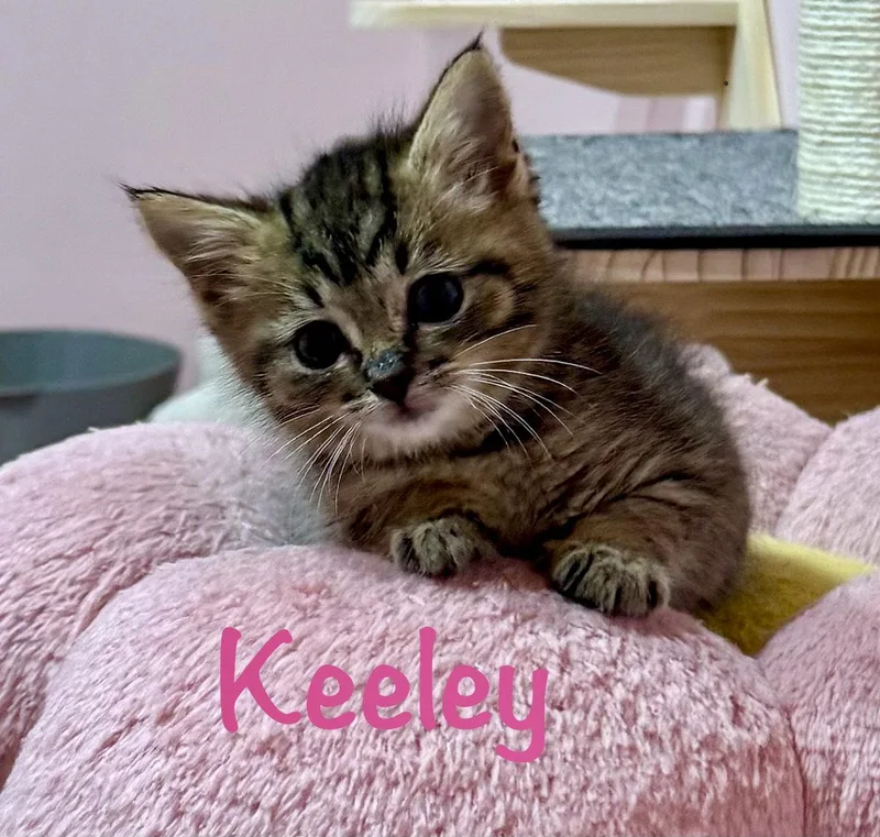 Keeley thumbnail 3
