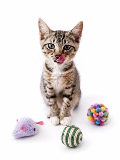 A baby small-sized female Domestic Short Hair cat named Ellie Mae for adoption in Cumming, GA
