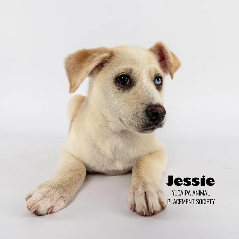 A young medium-sized female Chihuahua dog named Jessie for adoption in Yucaipa, CA