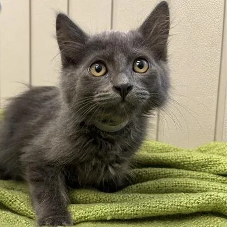 A baby small-sized male Gray / Blue / Silver Domestic Short Hair cat named Dusk for adoption in Hawthorne, CA