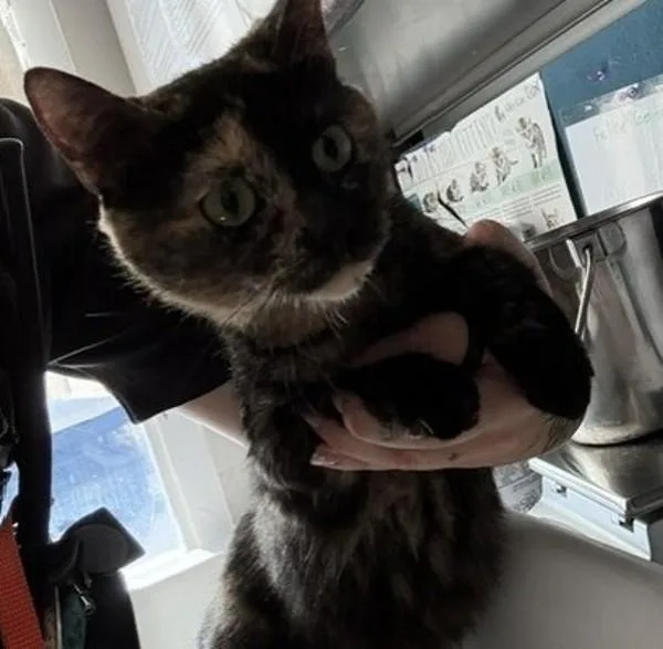 An adult small-sized female Domestic Short Hair cat named Patricia Pumpkin for adoption in Salt Lake City, UT