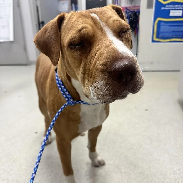 An adult medium-sized female Mixed Breed dog named Loreal PR for adoption in Union, MO