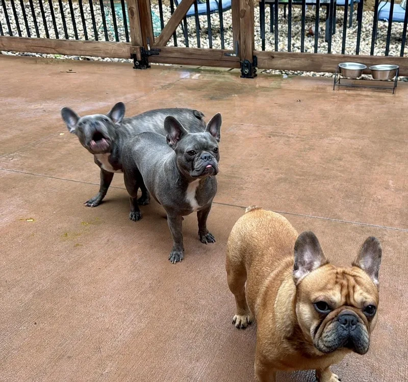 An adult small-sized male French Bulldog dog named Copper for adoption in North Freedom, WI