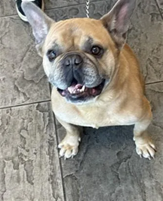 An adult small-sized male French Bulldog dog named Schifo for adoption in Los Angeles, CA