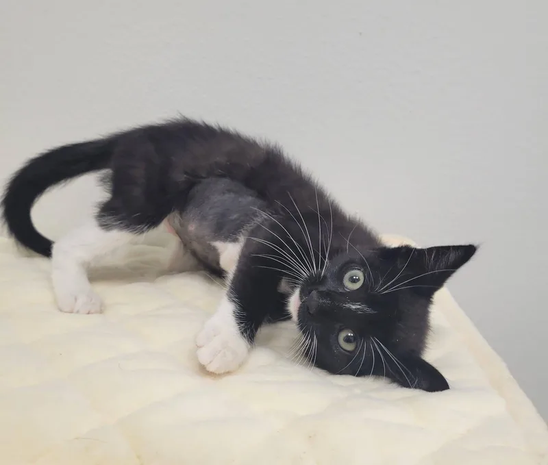 A baby medium-sized female Black & White / Tuxedo Domestic Short Hair cat named Augusta for adoption in LaPlace, LA