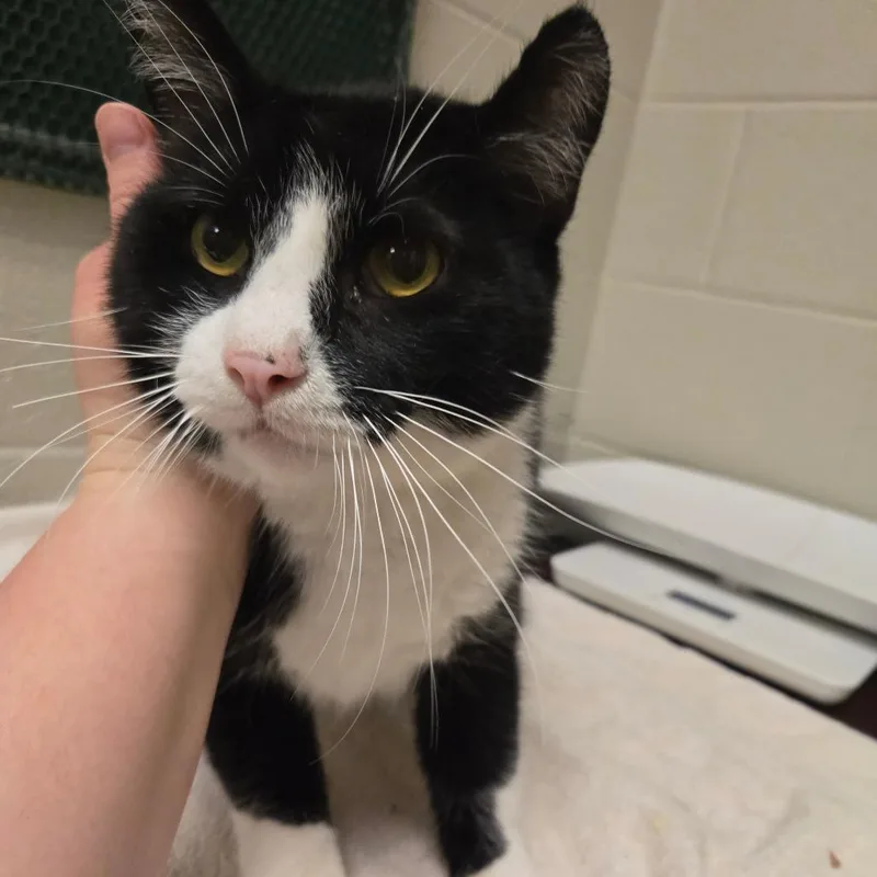 An adult large-sized male Black Domestic Short Hair cat named Mittens for adoption in Bristol, IN