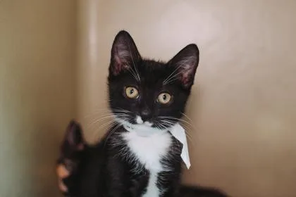 A young small-sized male Domestic Short Hair cat named B Fred for adoption in North Charleston, SC