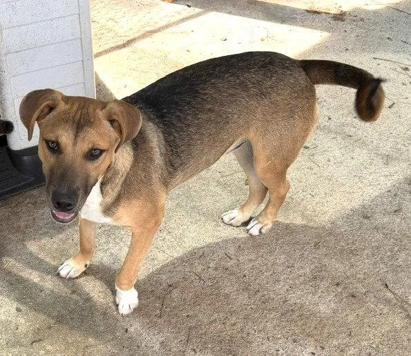 A young medium-sized male Shepherd dog named Jordan for adoption in Carrollton, GA