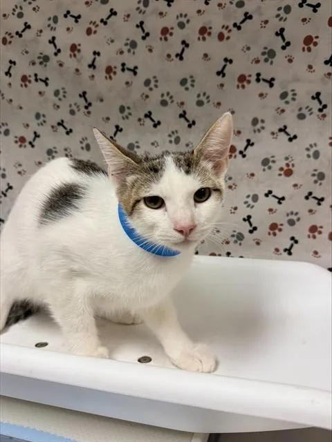 A baby small-sized male Domestic Short Hair cat named Dewey for adoption in Riverside, CA