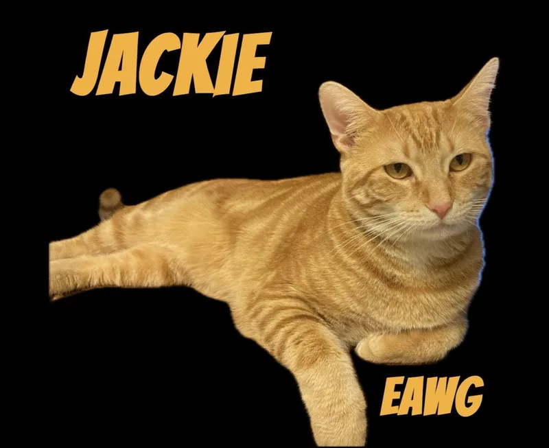 Jackie thumbnail 2