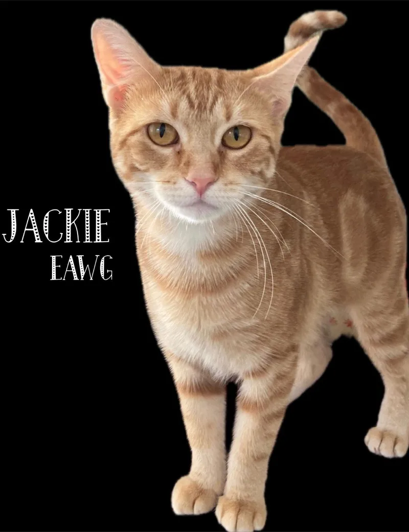 Jackie thumbnail 3
