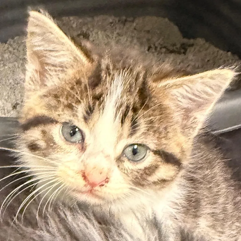 Meredith