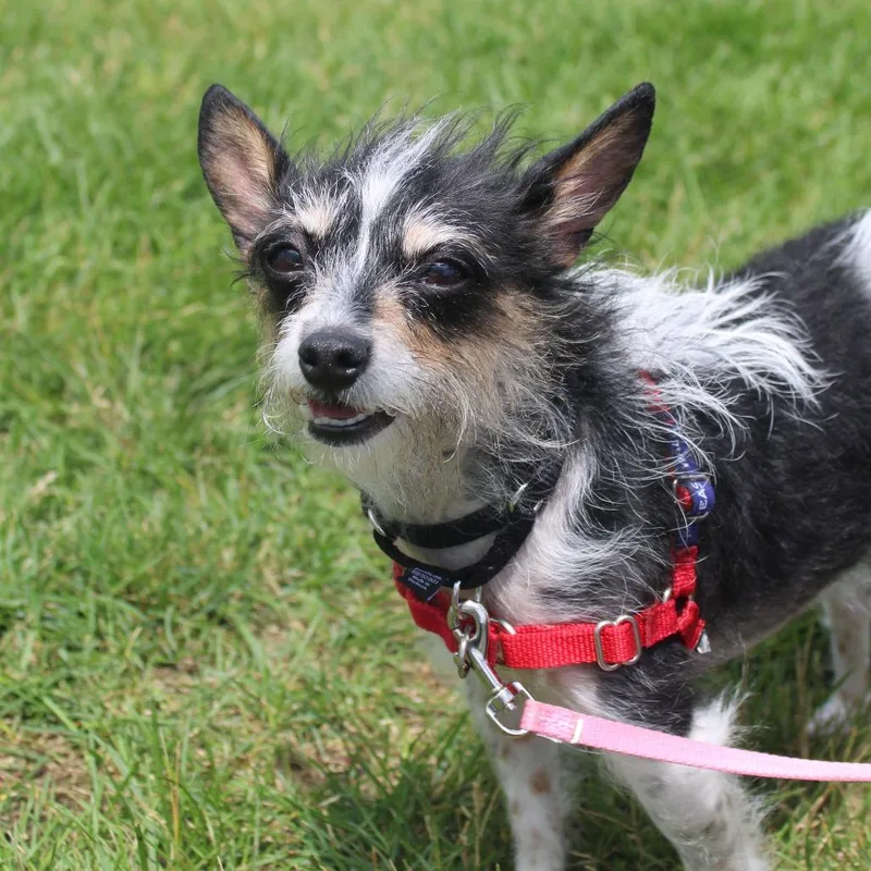 An adult small-sized female White / Cream Chihuahua dog named Terri for adoption in Champaign, IL