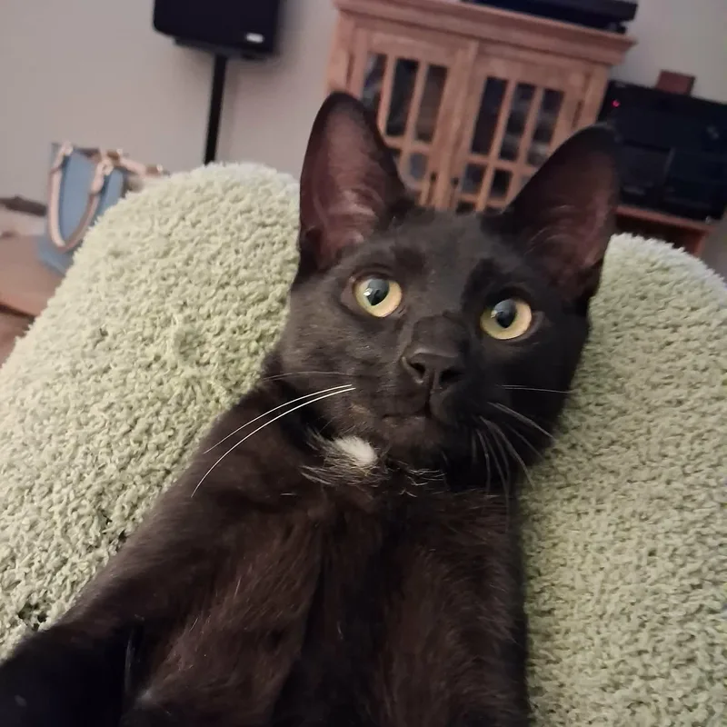 A baby medium-sized male Black & White / Tuxedo Domestic Short Hair cat named Moon for adoption in Johnson City, TN