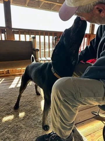An adult medium-sized male Hound dog named Riley for adoption in Holly Springs, NC