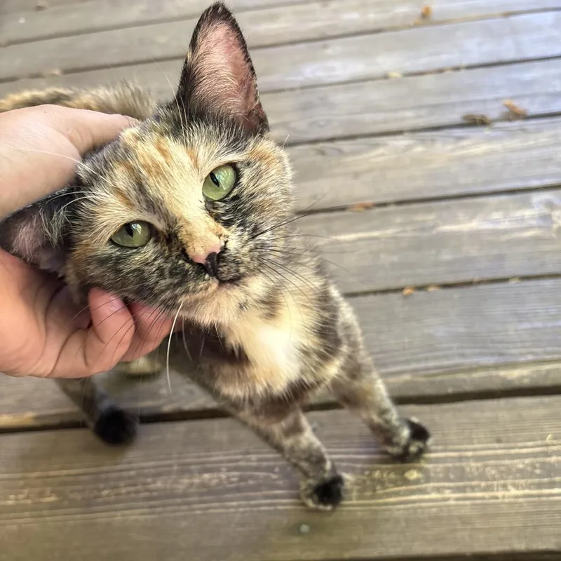 An adult medium-sized female Calico Domestic Short Hair cat named Frenchie for adoption in Winston Salem, NC