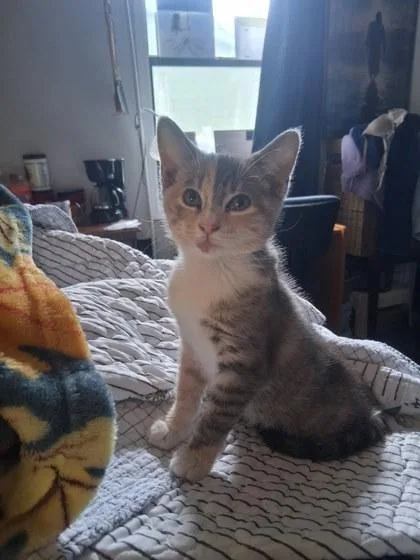 A young small-sized female Domestic Short Hair cat named Opal light for adoption in Lawrenceville, GA