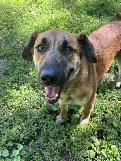 An adult medium-sized male Bicolor Mixed Breed dog named Ted for adoption in Lafayette, IN
