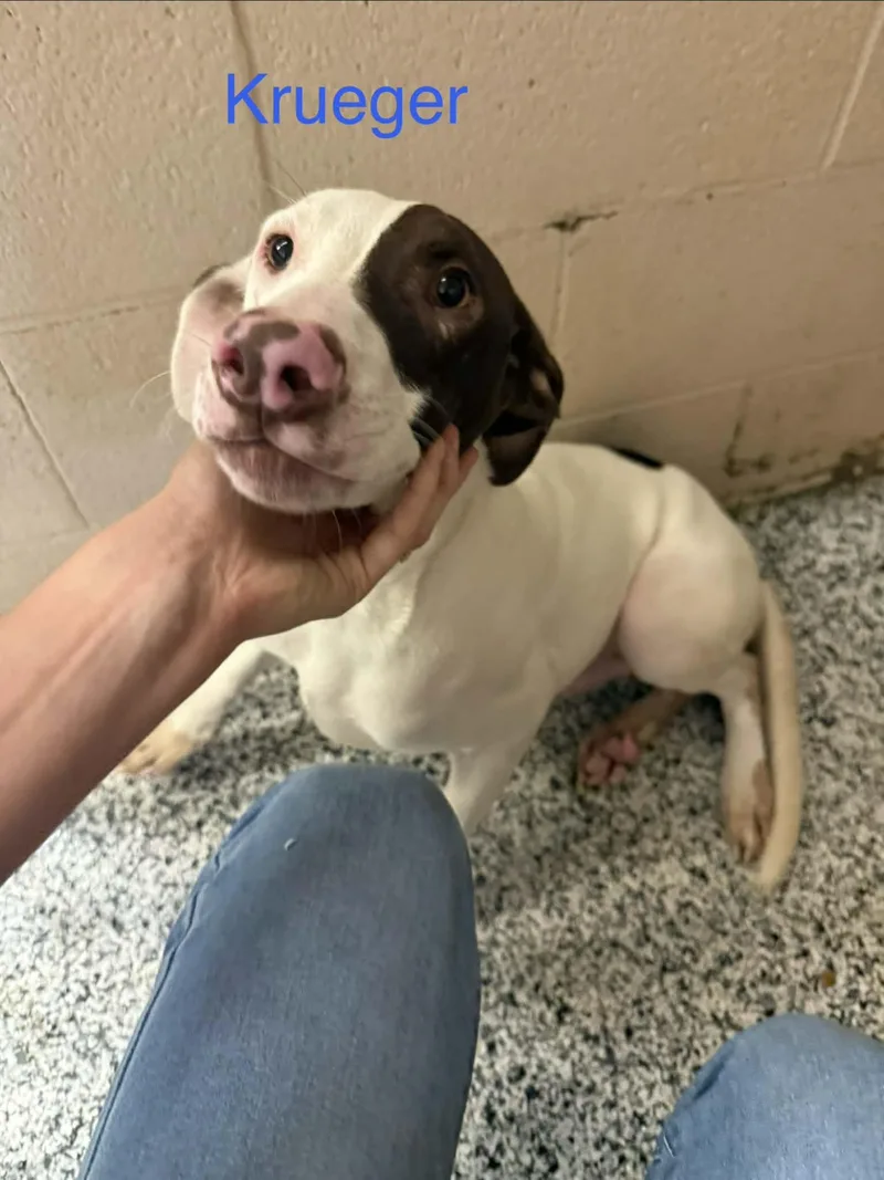 A young medium-sized male Pointer dog named Krueger for adoption in Fayetteville, WV