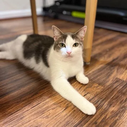 An adult medium-sized female Gray & White Domestic Short Hair cat named Momo for adoption in Fairfax, VA