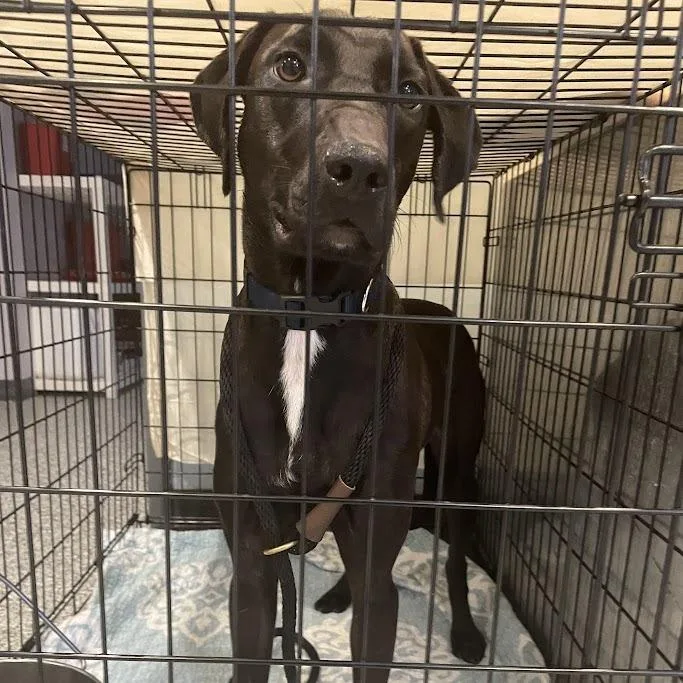 A young medium-sized female Black Labrador Retriever dog named Luna for adoption in Port Charlotte, FL