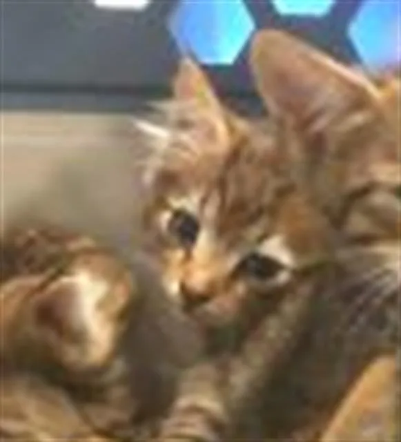 A baby small-sized female Domestic Medium Hair cat named Georgia for adoption in Charlotte, NC