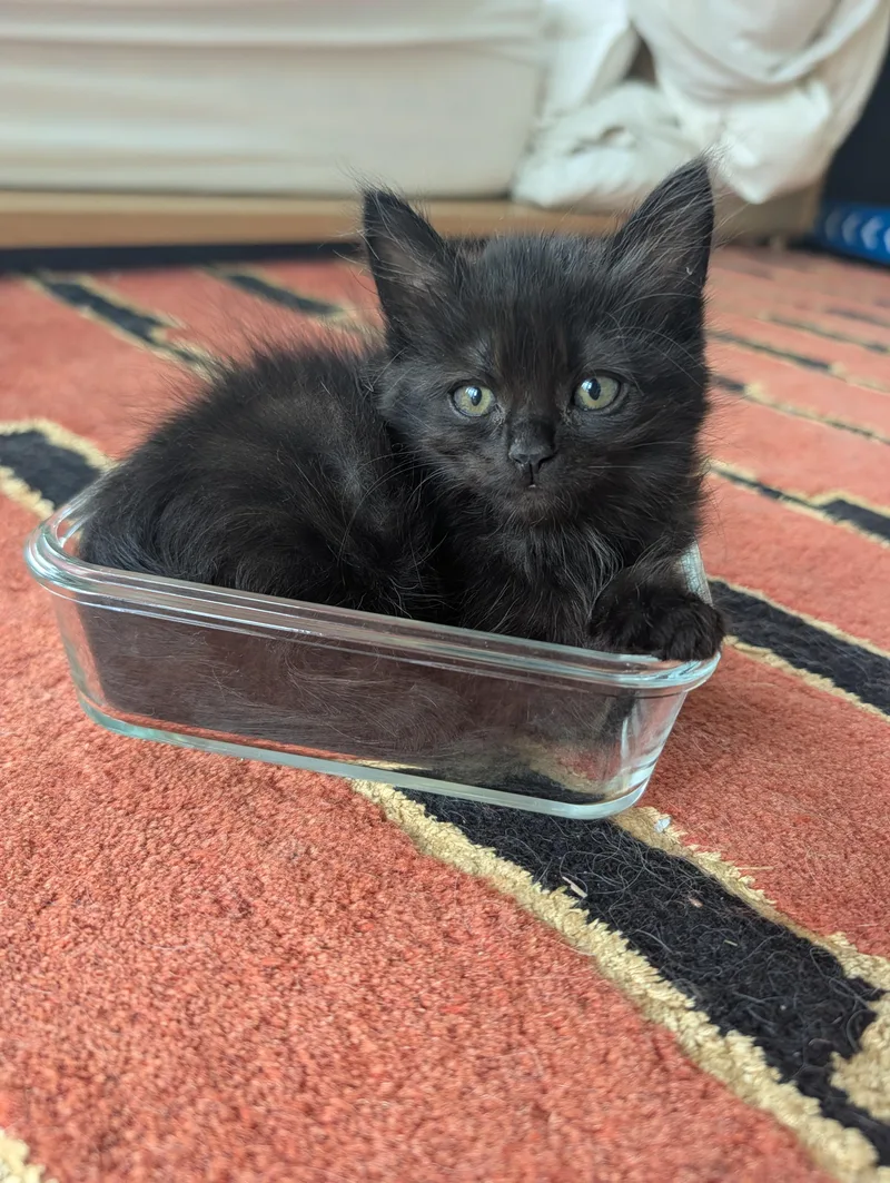 A baby small-sized male Black Domestic Medium Hair cat named Night for adoption in Portland, OR