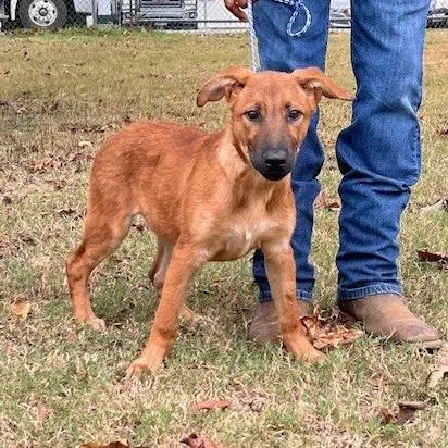 A baby medium-sized female Shepherd dog named Coffee for adoption in Bartlett, TN