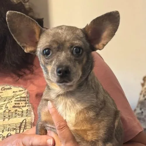 An adult small-sized male Chihuahua dog named Jalapeno for adoption in Matthews, NC