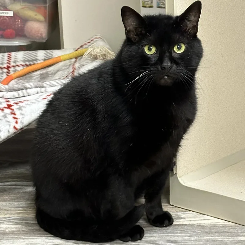 An adult medium-sized male Domestic Short Hair cat named Twix for adoption in Cumming, GA