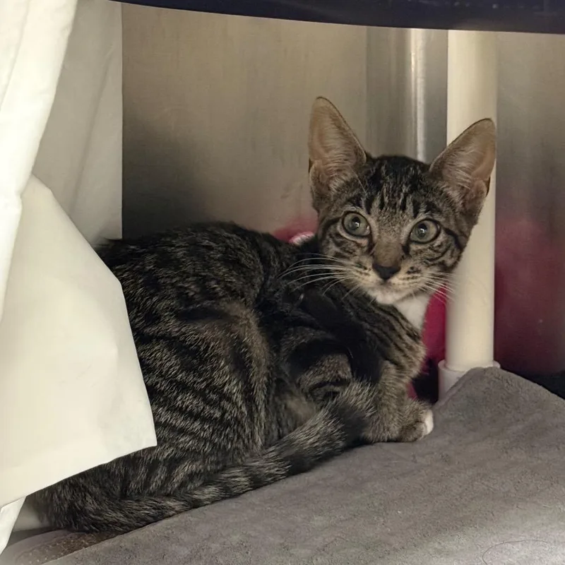 A baby small-sized female Brown / Chocolate Domestic Short Hair cat named Velma for adoption in West Palm Beach, FL