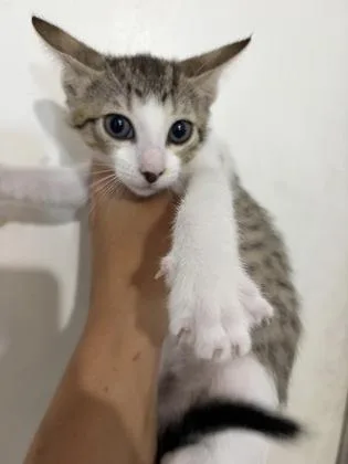 A young medium-sized female Tabby (Gray / Blue / Silver) Domestic Short Hair cat named High Noon for adoption in Key West, FL