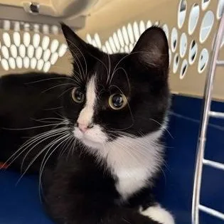 A young medium-sized female Black Domestic Medium Hair cat named Cove for adoption in Rapid City, SD