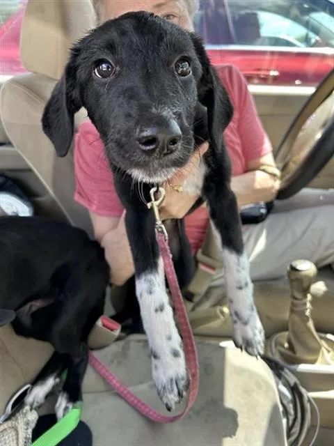 A baby medium-sized female Labrador Retriever dog named Pinky for adoption in San Antonio, TX