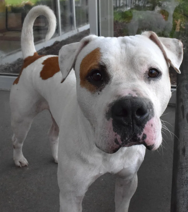 An adult medium-sized male White / Cream Pit Bull Terrier dog named 22523 for adoption in Broken Arrow, OK