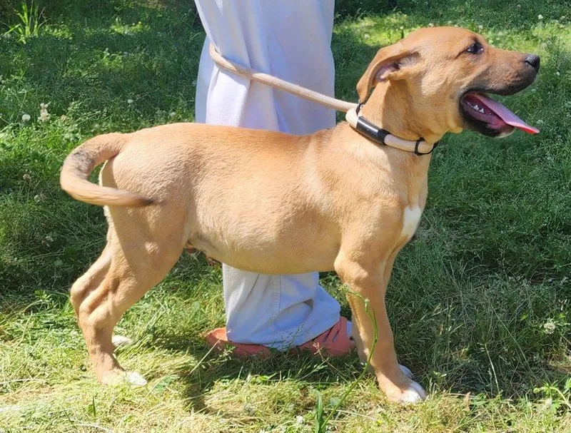 A baby large-sized male Labrador Retriever dog named Dunn for adoption in Wetumpka, AL