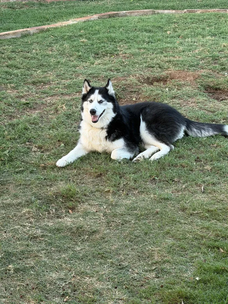 An adult large-sized female Siberian Husky dog named Hatti for adoption in Carrollton, TX