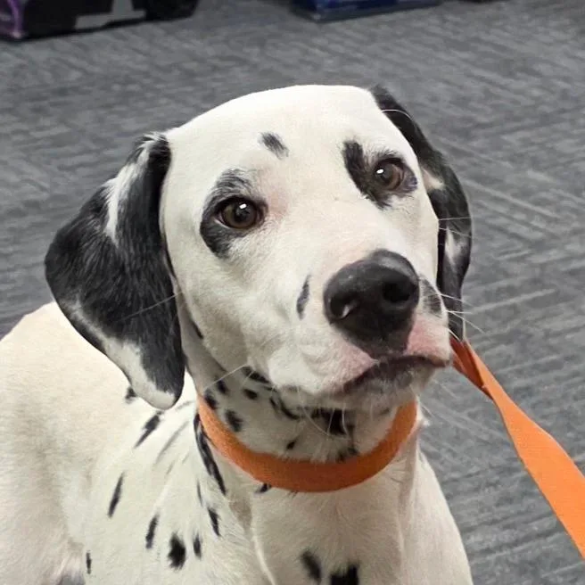 A young medium-sized male White / Cream Dalmatian dog named Apollo for adoption in Bronson, FL